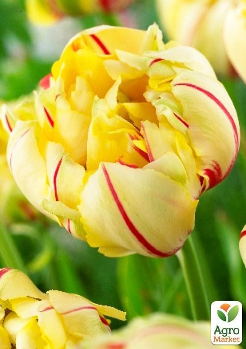 Тюльпан "Glamour Unique" (розмір 11/12, великий) 3шт в упаковці