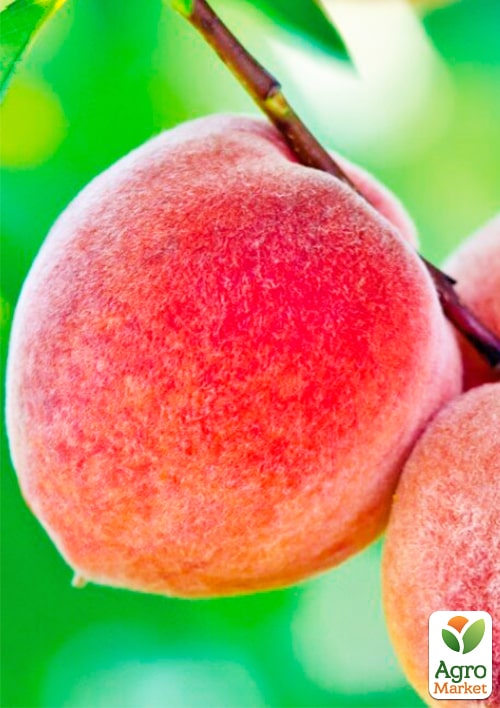 Персик "Августовский" (летний сорт, среднепоздний срок созревания)
