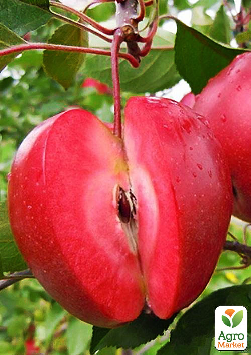 Эксклюзив! Яблоня красномясая "Редлов" (Redlov) (премиальный сочный сорт)