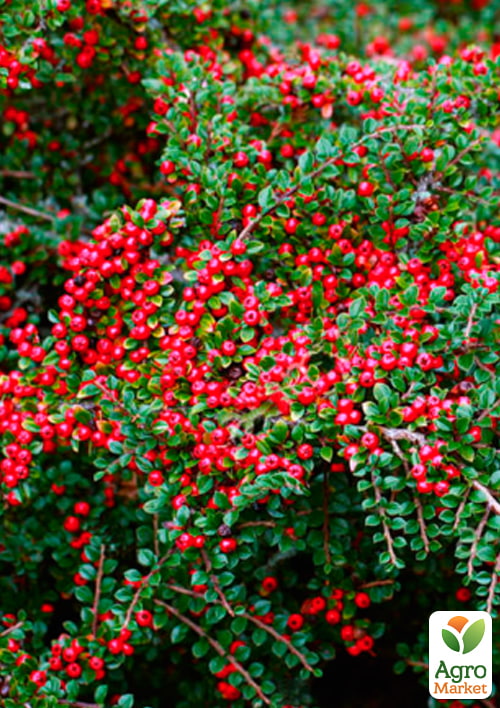 Кизильник Даммера "Mooncreeper", С2 - фото 2
