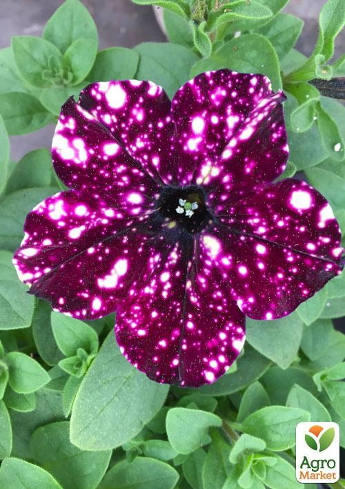 Петунія ампельна "Circus Sky"