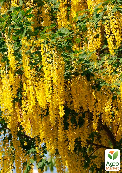 Бобовник ватерера на штамбе "Vossii" С5, высота 130-150см  - фото 4