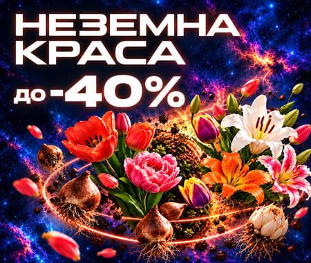 Неземні знижки до -40% на цибулини квітів