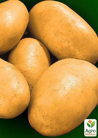 Насіннєвий среднеранний картопля "Евора" (на жарку, 1 репродукція) 3 кг