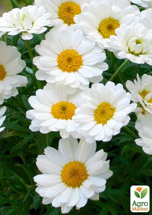 Аргірантемум "Dana" (контейнер № 10, висота 15 см)