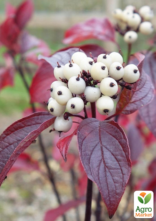 Дерен белый "Kesselringii" (высота саженца 20-30см) - фото 2