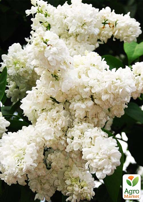 Бузок білий махровий "Принцеса Клементина"