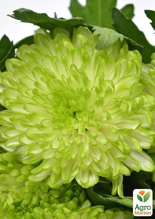 Хризантема срезочная "Zembla Lime"
