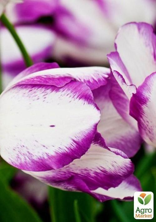 Тюльпан "Affaire" 1шт в упаковке