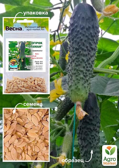 Огірок "Отаман" (Зіпер) ТМ "Весна" 0.5г