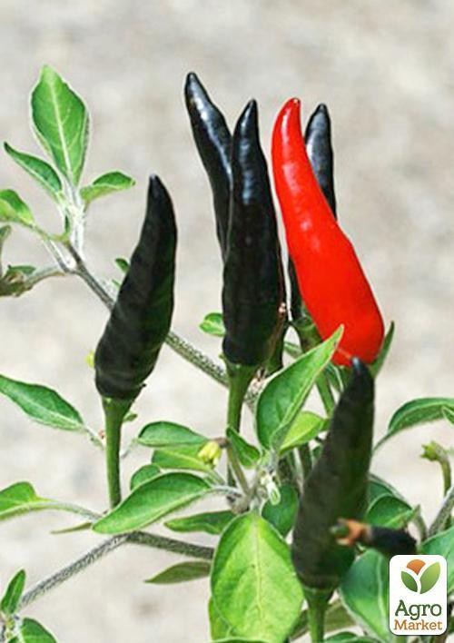 Перец чили "Черный огонь" ТМ "Vesna Exclusive" 5шт