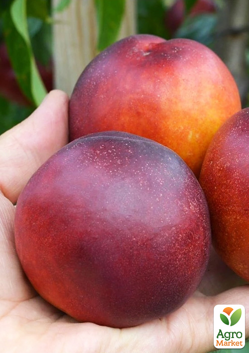 Нектарин "Сан Глоу" (лысый персик, летний сорт, средний срок созревания)