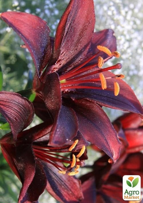 Лилия "Nerone" 1шт в упаковке