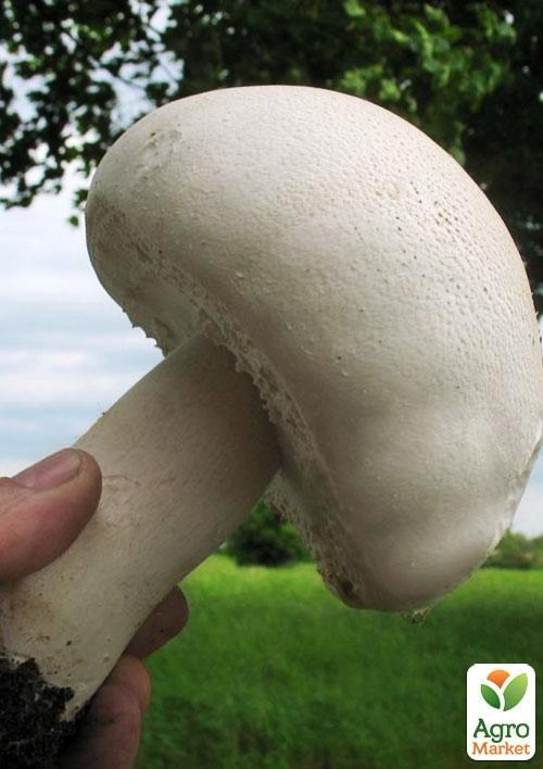 Сухой зерновой мицелий "Шампиньон крупноплодный" 100г