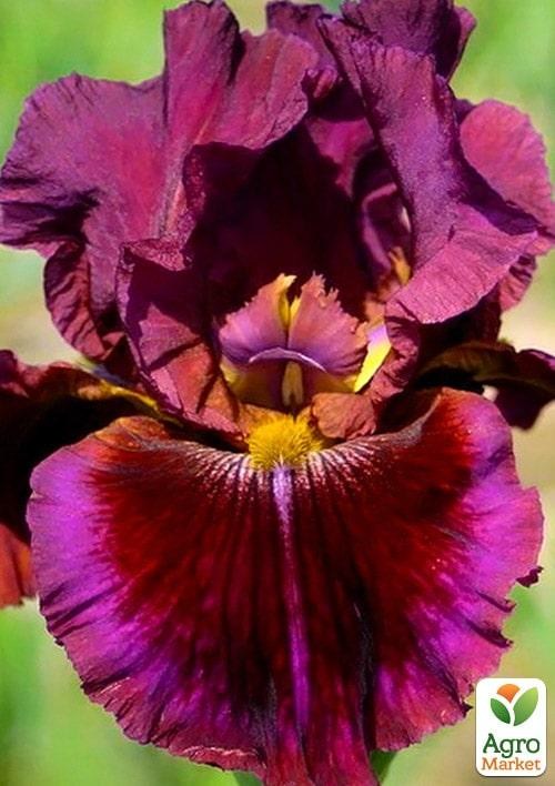 Ірис бородатий великоквітковий "Gaudi in Good" 1шт в упаковці