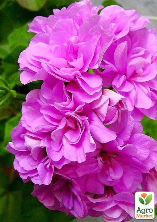 Пеларгония ампельная "Big Amethyst" (контейнер № 10, высота 10-20 см)