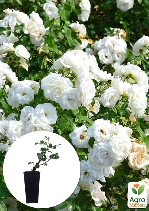 Роза в контейнере плетистая "Schneewalzer" (саженец класса АА+)