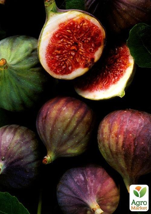 Ексклюзив! Інжир фіолетовий "Королівський" (Royal) (преміальний, двухурожайний, ранній) 1 саджанець в упаковці