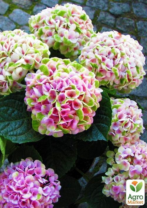 Эксклюзив! Гортензия Magical® `Revolution Pink` - фото 2