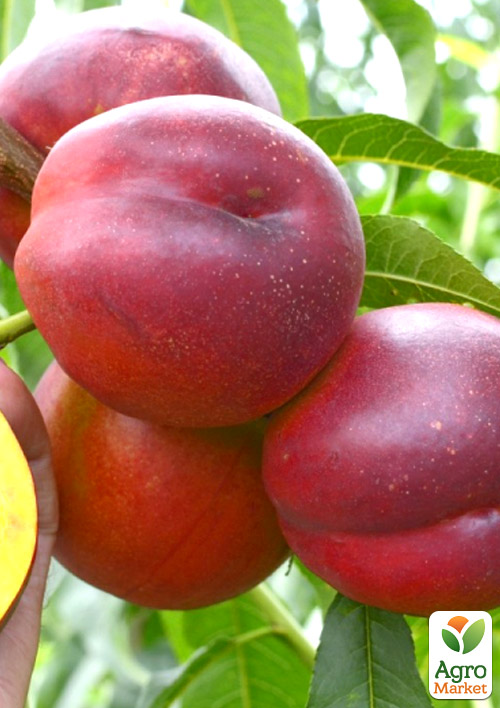 Нектарин "Харко" (лысый персик, летний сорт, средний срок созревания)