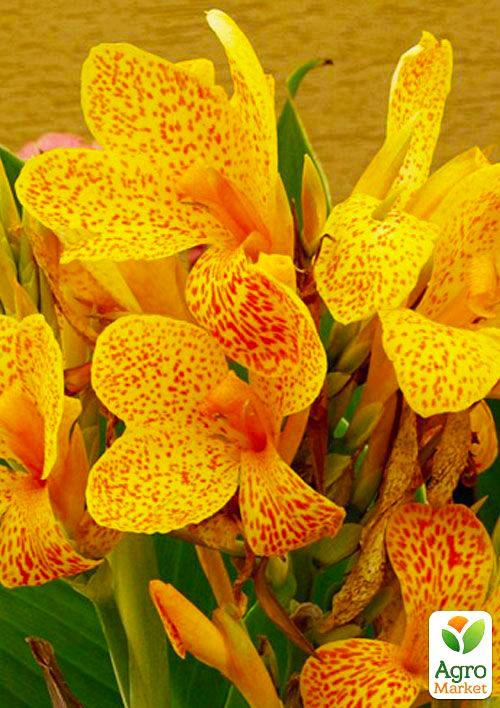 Канна "Picasso" 1шт в упаковці