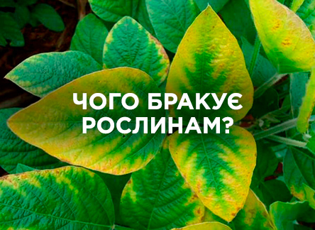 Чего не хватает растениям, судя по листьям?