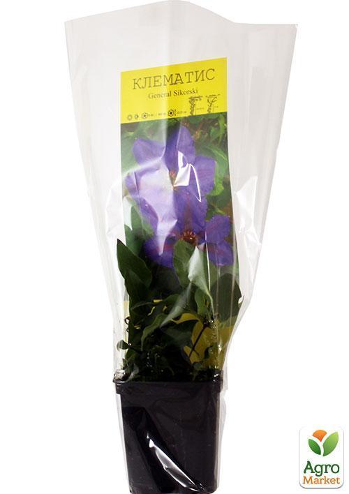 Клематис "General Sikorski" - фото 5