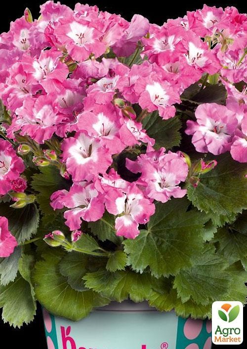 Пеларгонія Королівська Bermuda "Rose"