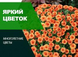 Хризантема в горщику - корисні статті про садівництво від Agro-Market