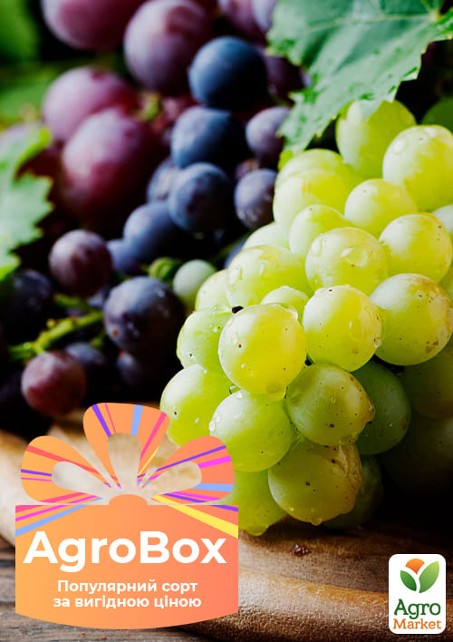 Ексклюзив! AGROBOX з саджанцем смачного винограду