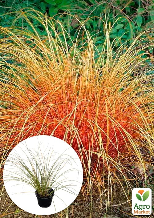 Осока терракотовая "Prairie Fire" вазон С2, высота 20-40см