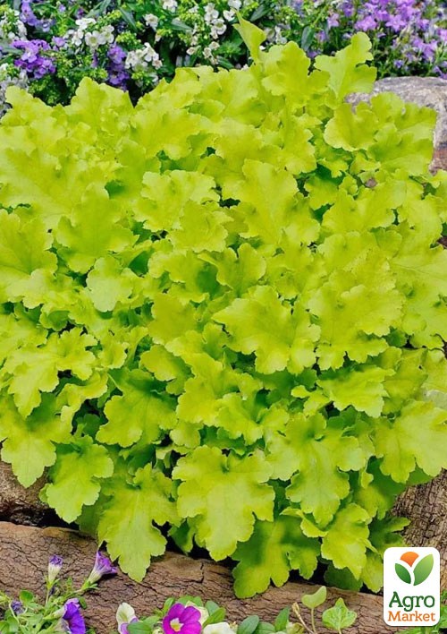 Гейхера (Heuchera) "Lime Marmalade" С1 (высота 15-30см) - фото 3