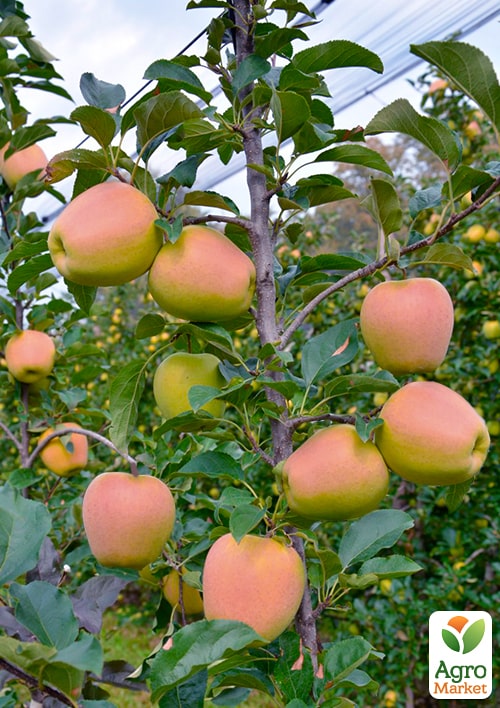 Яблоня "Голден Перси" укорененная в контейнере (саженец 2 года) - фото 5