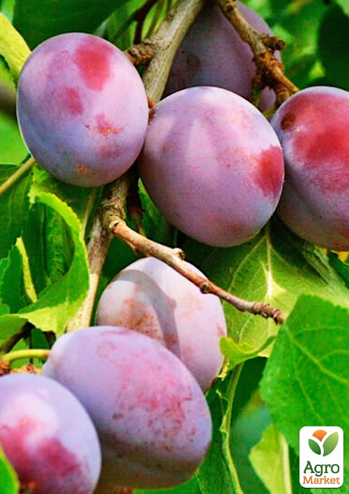 Слива "Ненька" (летний сорт, ранний срок созревания)