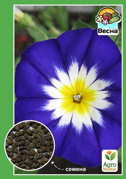 Конвульвулюс  "Вьюнок" ТМ "Весна" 1г