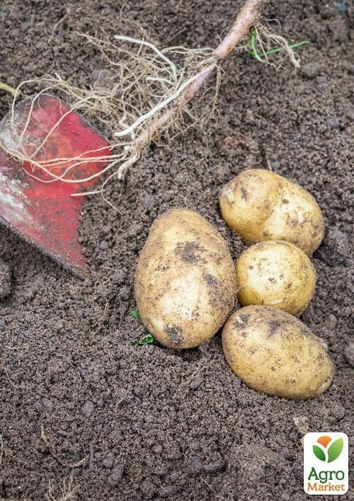 Насіннєва рання картопля "Вівіана" (на варіння, 1 репродукція) 1кг - фото 2