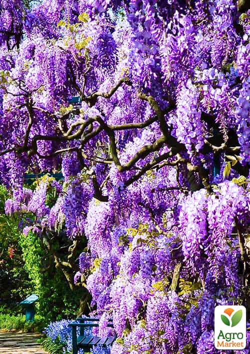 Глициния фиолетовая “Прекрасный пейзаж” (Beautiful landscape)