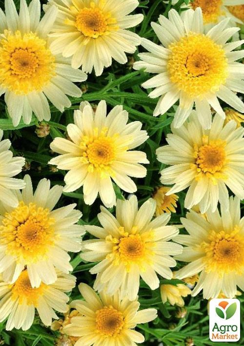 Аргірантемум "Crested Yellow" (контейнер № 10, висота 15 см)