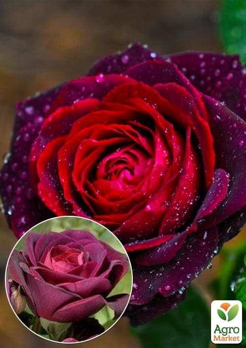 Роза шрабовая "Графиня фон Харденберг" (Astrid Grafin von Hardenberg)