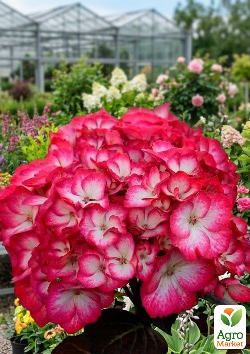 Гортензия крупнолистная 3-х летняя "Selma"