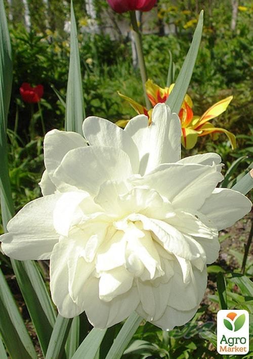 Нарцис "Obdam" 2шт в упаковці