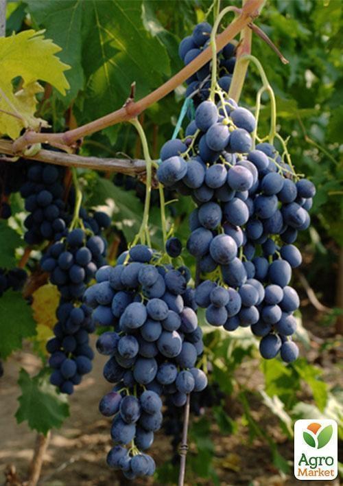 Виноград "Валентин" - фото 2