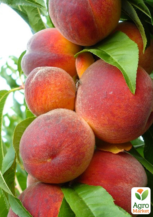 Персик "Темира" (летний сорт, ранний срок созревания)