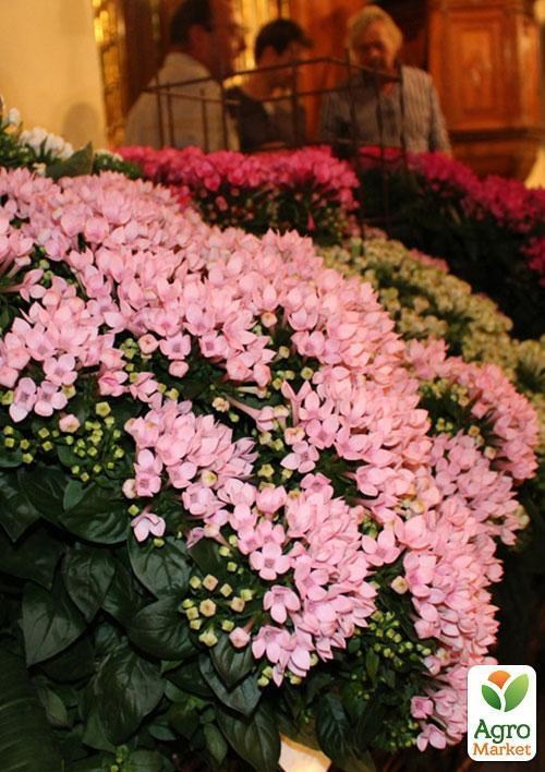Бувардия роял роза "Королевское наслаждение" (Bouvardia Royal Roza) дм 12 см выс. 25 см