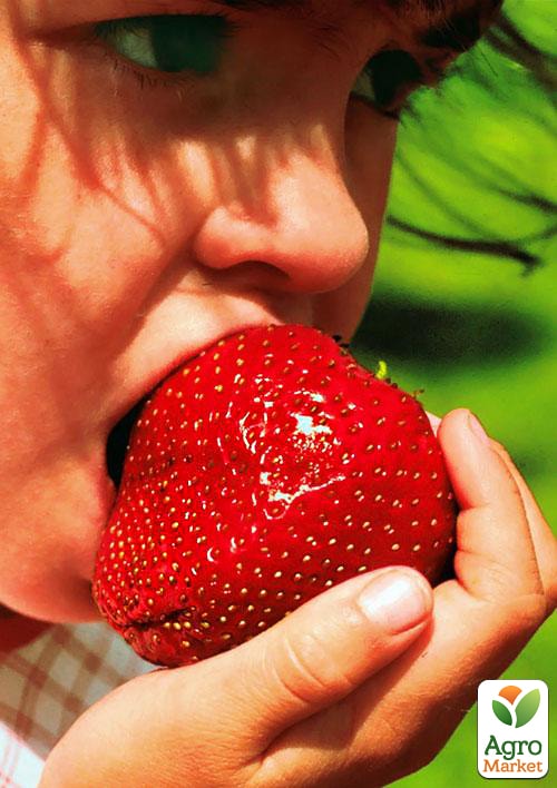 Полуниця "Гігантелла" MAXI " (середньо-пізній термін дозрівання, великоплідний сорт)