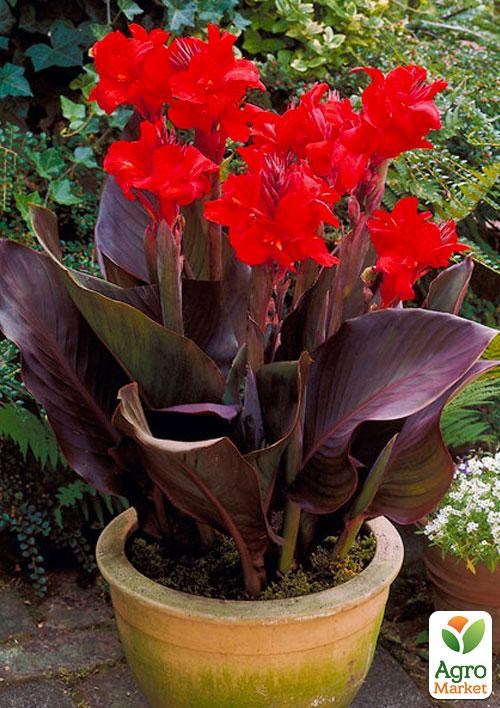 Канна Низкорослая Темнолистная "Red Futurity" 