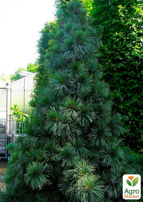 Сосна "Корейський кедр" (Pinus koraiensis) горщик P9