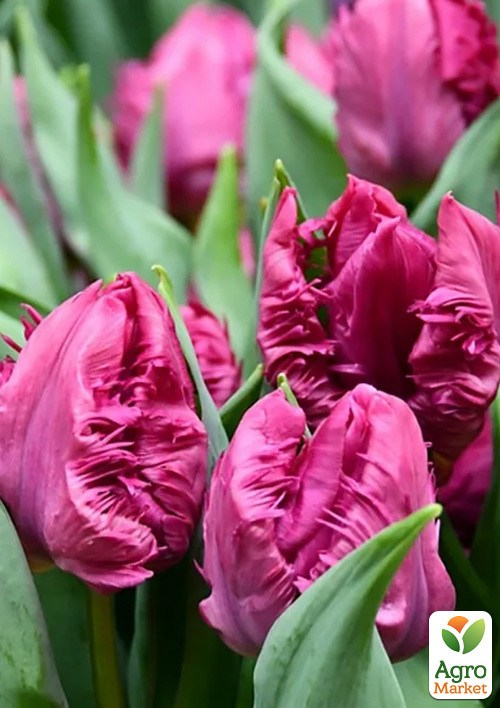 Тюльпан "Parrot Prince"