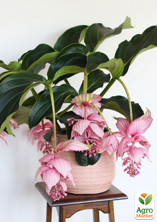 Медінілла «Magnifica» - фото 7