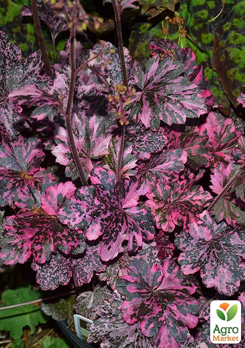 Гейхера (Heuchera) "Midnight Rose"  - фото 6